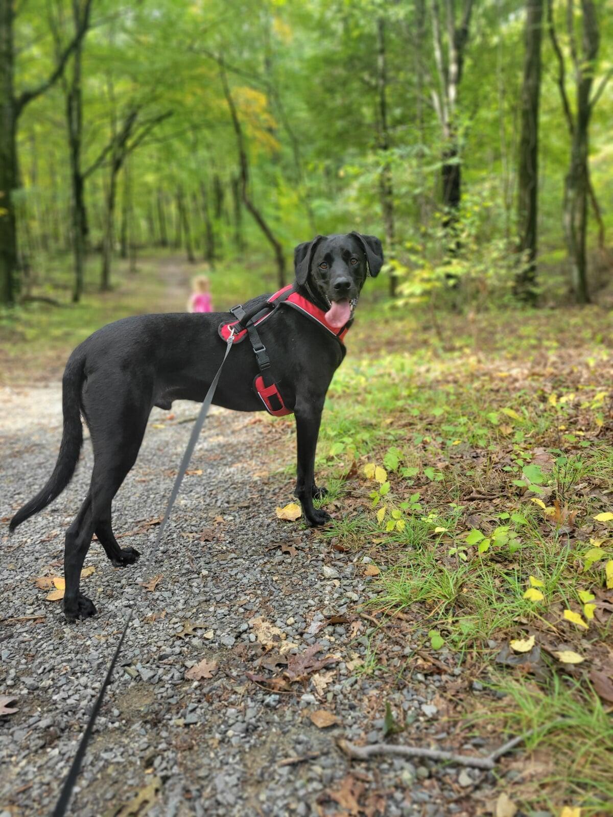 Black dog on a leash standing on a wooded trail surrounded by green trees.