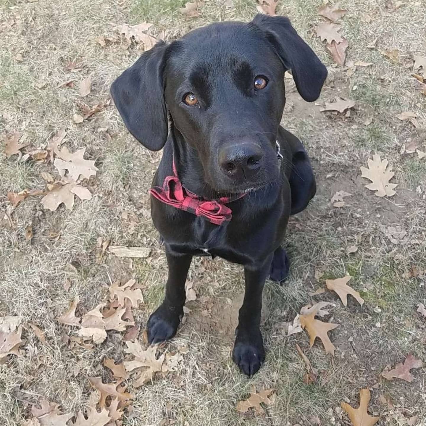 Black dog with a red collar sitting on the ground covered in dry leaves.